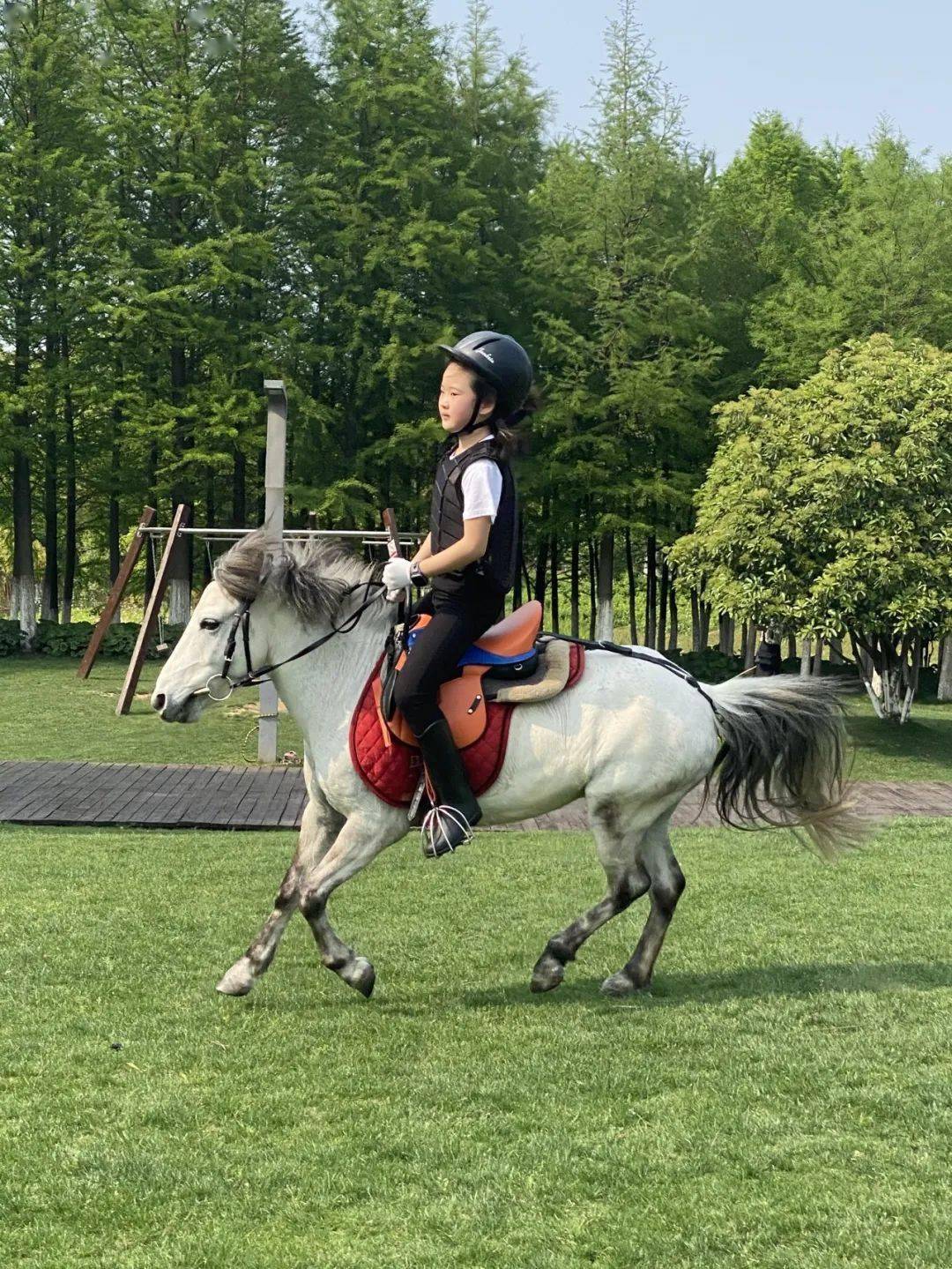 aoa体育新闻-瑞士马术选手赛场失常，遗憾出局